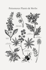 Poisonous plants poster design template. Botanical print. Witch herbs sketches collection. Vintage wall art. Hand drawn vector illustration. NOT AI generated