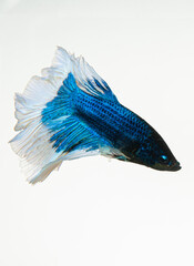 blue fish on white background