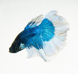 fighting fish on white background