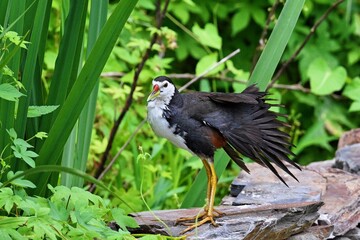 black crowned night heron