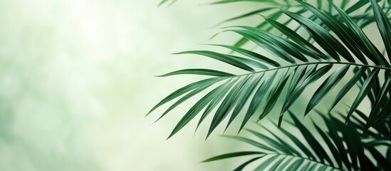 Fototapeta premium Lush green palm fronds against a soft pastel background