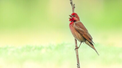 red backed kingfisher