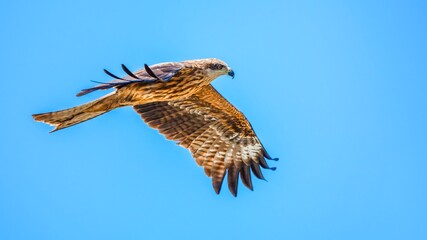 red tailed hawk