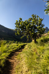 Hiking trail through the Afromontane grassland of the Drakensberg mountains with a single common sugarbush growing next to in on a clear sunny day.