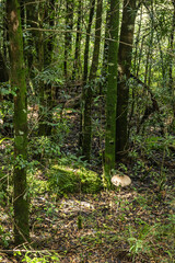 Looking down at the forest floor, littered by fallen leaves and an exceptionally large toadstool in one of the Afromontane forests of the Drakensberg mountains.