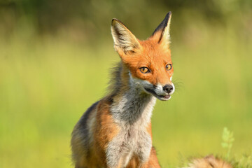 Fototapeta premium Der Schelm
