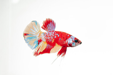 siamese fighting fish