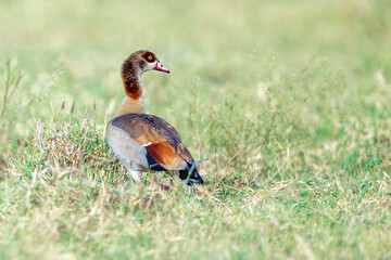 wild duck in the grass