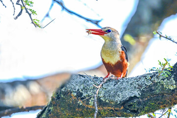 kingfisher on branch