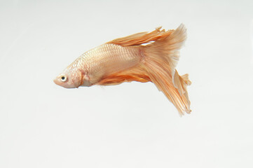 gold fighting fish on white background