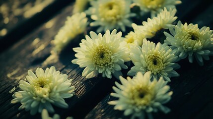 Obraz premium Elegant arrangement of white chrysanthemum petals resting on aged wooden floorboards with visible knots and weathering marks in close-up