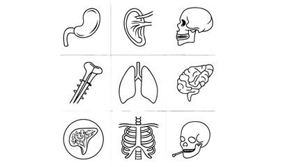 Medical Organs Line Icons – Human Anatomy Vector Set for Healthcare and Education