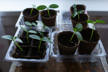 young seedlings grown in peat pots, placed in a plastic container near a window on a wooden...