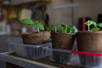young seedlings grown in peat pots, placed in a plastic container near a window on a wooden...
