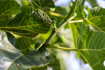 A branch of a fig tree with green leaves and small green fruits. The fruits are clustered together...