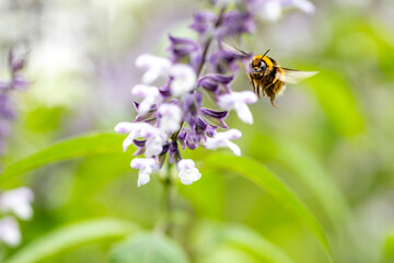 Insects and field flowers from a garden in Madrid