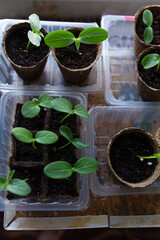 young seedlings grown in peat pots, placed in a plastic container near a window on a wooden...