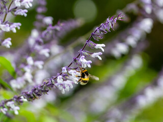 Insects and field flowers from a garden in Madrid