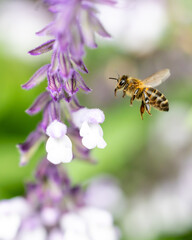 Insects and field flowers from a garden in Madrid