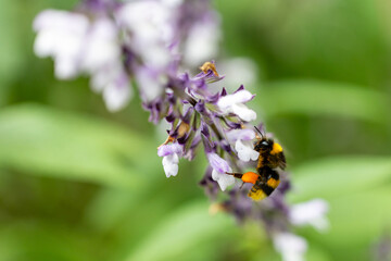 Insects and field flowers from a garden in Madrid