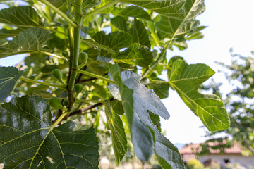 A branch of a fig tree with green leaves and small green fruits. The fruits are clustered together...