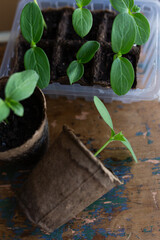 young seedlings grown in peat pots, placed in a plastic container near a window on a wooden...