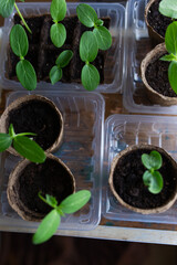 young seedlings grown in peat pots, placed in a plastic container near a window on a wooden...
