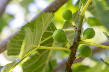 A branch of a fig tree with green leaves and small green fruits. The fruits are clustered together...