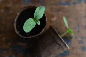 young seedlings grown in peat pots, placed in a plastic container near a window on a wooden...