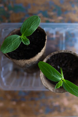 young seedlings grown in peat pots, placed in a plastic container near a window on a wooden...
