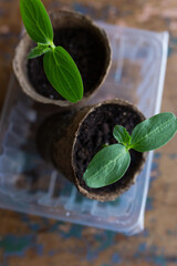 young seedlings grown in peat pots, placed in a plastic container near a window on a wooden...