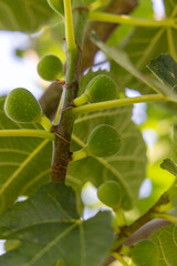 A branch of a fig tree with green leaves and small green fruits. The fruits are clustered together...