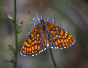butterfly Melitaea athalia  on flower
