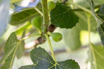 A branch of a fig tree with green leaves and small green fruits. The fruits are clustered together...