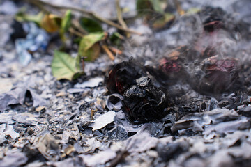 Burning and Charred Roses in Ashes – Symbol of Loss and Transformation