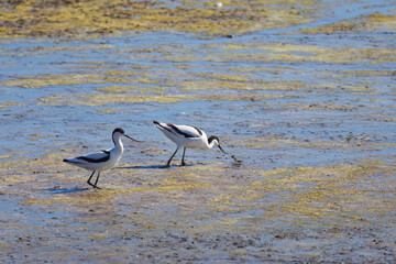 one avocet searches for food and dips its beak into the mud, two avocets in shallow water, avocet with beak in the sand, Recurvirostra avosetta, black and white water bird