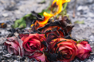 Burning and Charred Roses in Ashes – Symbol of Loss and Transformation