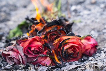 Burning and Charred Roses in Ashes – Symbol of Loss and Transformation