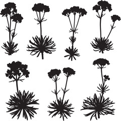 A versatile collection of black silhouette yarrow plant illustrations, featuring various bloom formations and foliage, perfect for botanical, herbal, and nature-themed designs