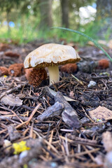 Wild forest mushrooms growing naturally in Sierra Tejeda Natural Park, Spain, surrounded by lush...