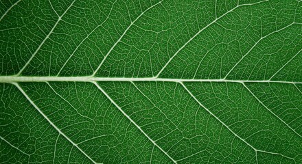Obraz premium Intricate leaf vein structure: a detailed macro view of green foliage