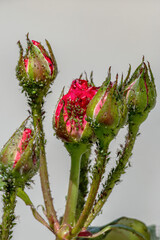 Aphids pest colony close up. Rosebuds covered in aphids. 