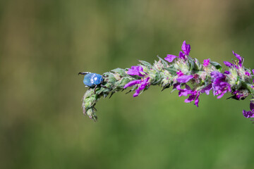 Blue beetle hoplia coerulea on a purple flower in a summer meadow. Closeup