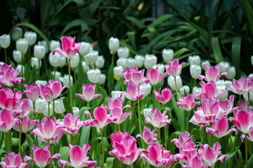 Close-up of pink tulips. Fields of blooming pink tulips. A flower bed with pink tulips, bright pink tulip flower background for spring or love designs.