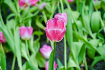 Close-up of pink tulips. Fields of blooming pink tulips. A flower bed with pink tulips, bright pink tulip flower background for spring or love designs.