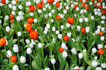 A vibrant red and white tulips field. Bulbous flower that blooms, red white tulips with very vibrant colors. Closeup shot of many blooming beautiful vibrant red white tulip flowers