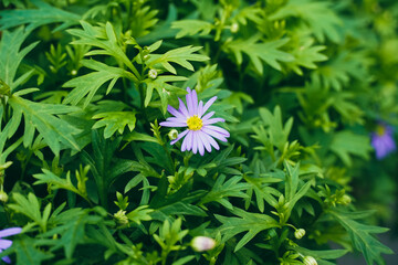 White daisy flowers blooming in forest areas in spring. Close up of Daisy Background, wild chamomile, meadow, little white wildflowers. daisy flowers. daisy close up, field of daisies, natural picture