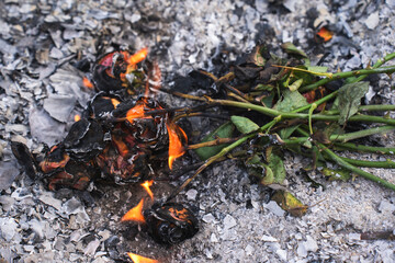Burning and Charred Roses in Ashes – Symbol of Loss and Transformation