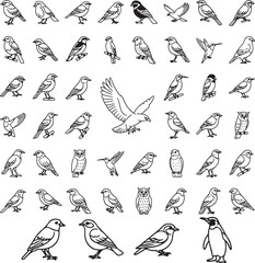 A large, comprehensive collection of hand-drawn bird outlines, showcasing various species in different poses, perfect for educational materials, nature guides, and avian-themed design projects
