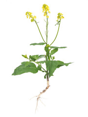 Yellow mustard isolated on white., entire plant with root, leaves and flowers, Sinapis alba
